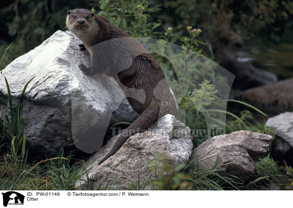 Fischotter / Otter / PW-01146