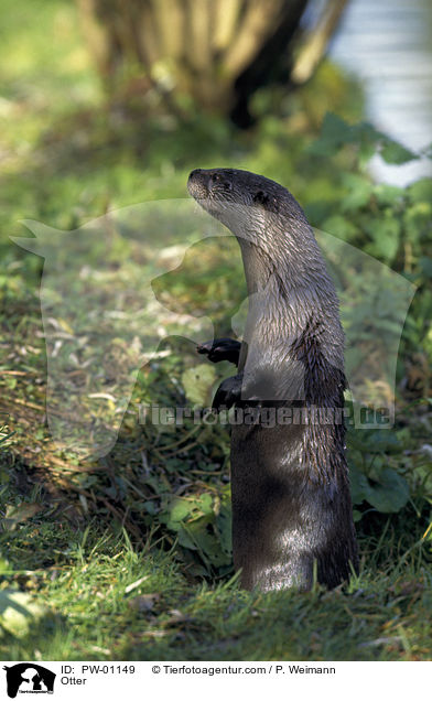 Fischotter / Otter / PW-01149