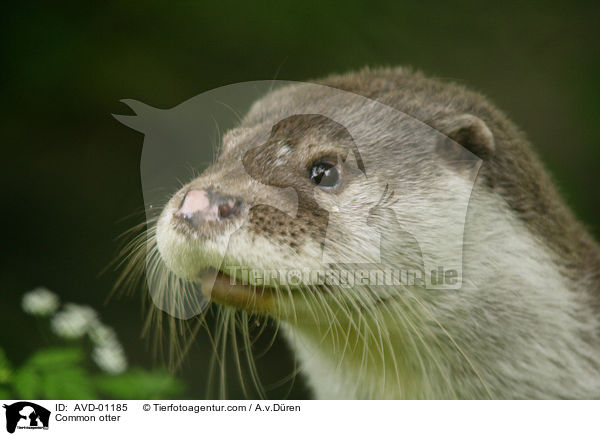 Fischotter / Common otter / AVD-01185