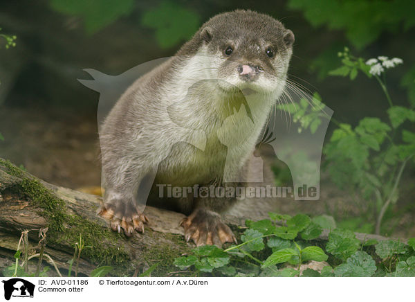 Common otter / AVD-01186