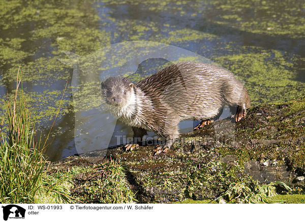 Fischotter / otter / WS-01993