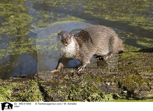 Fischotter / otter / WS-01995
