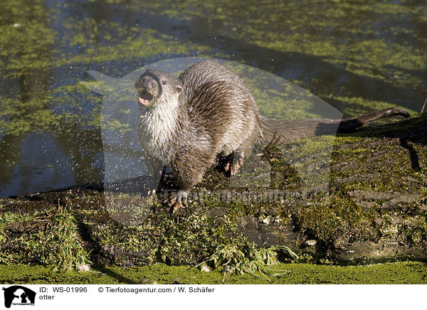 Fischotter / otter / WS-01996