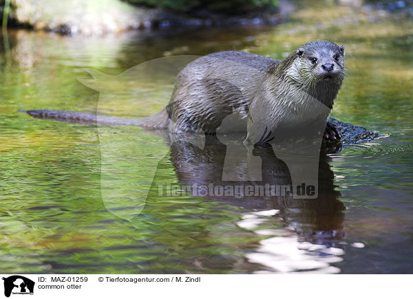 Fischotter / common otter / MAZ-01259