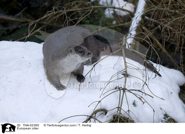 European otter / THA-02360