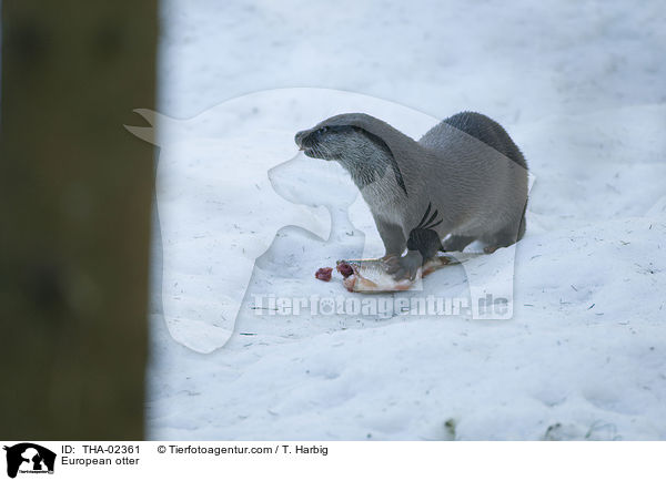 European otter / THA-02361