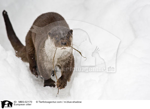 European otter / MBS-02170