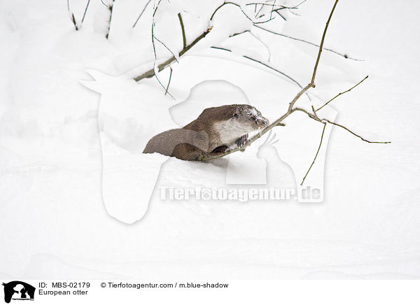 European otter / MBS-02179