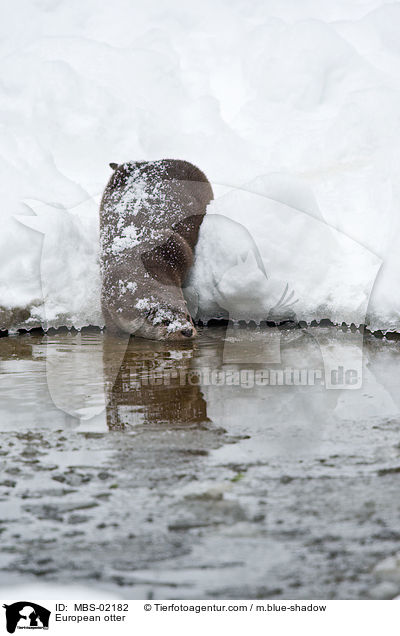 European otter / MBS-02182