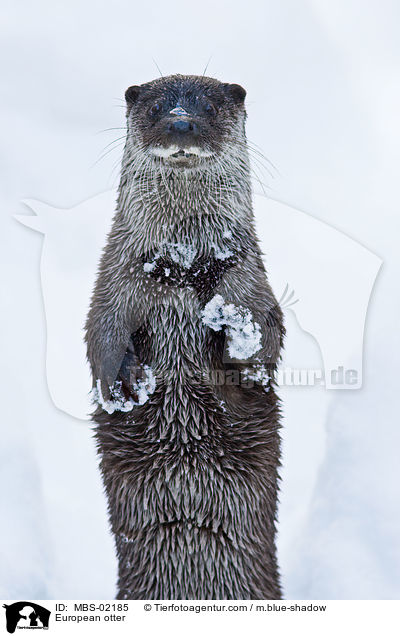 European otter / MBS-02185
