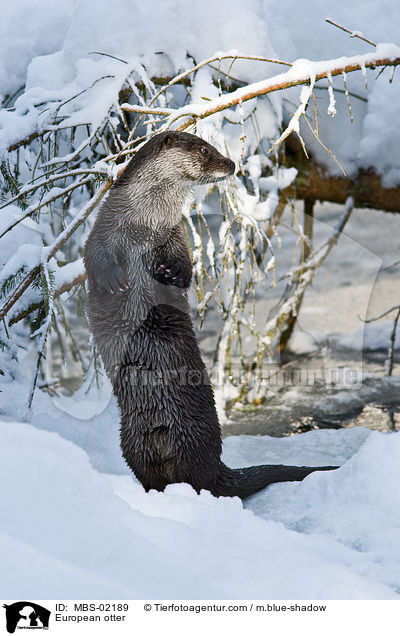 Fischotter / European otter / MBS-02189