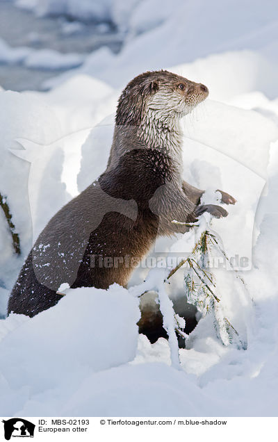 European otter / MBS-02193