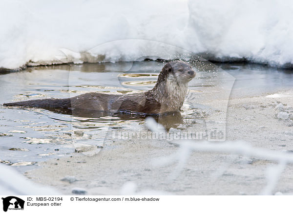 European otter / MBS-02194
