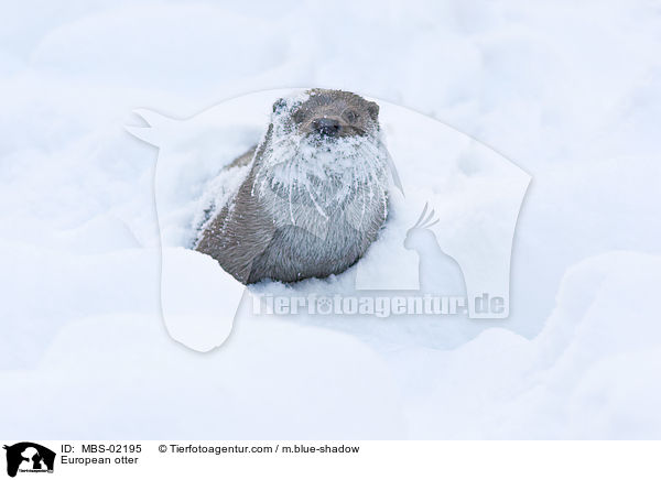 European otter / MBS-02195
