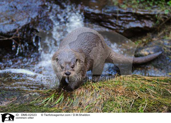 common otter / DMS-02023