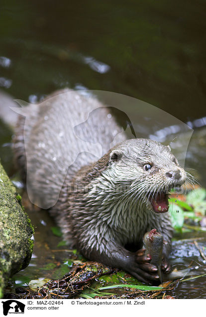 common otter / MAZ-02464