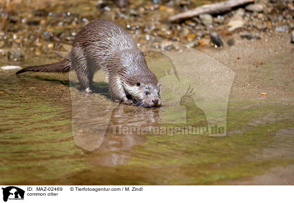 common otter / MAZ-02469