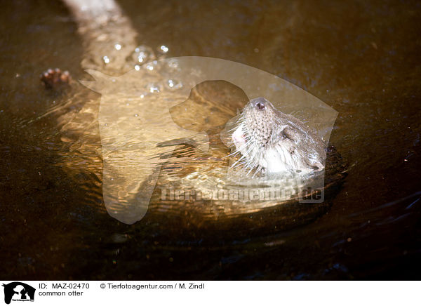 common otter / MAZ-02470