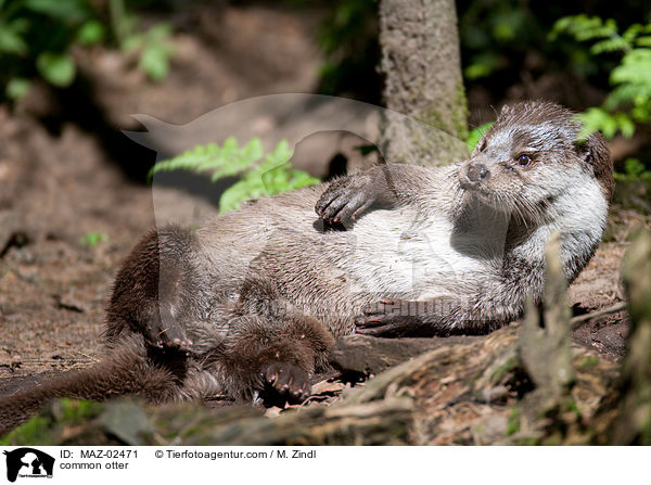 common otter / MAZ-02471