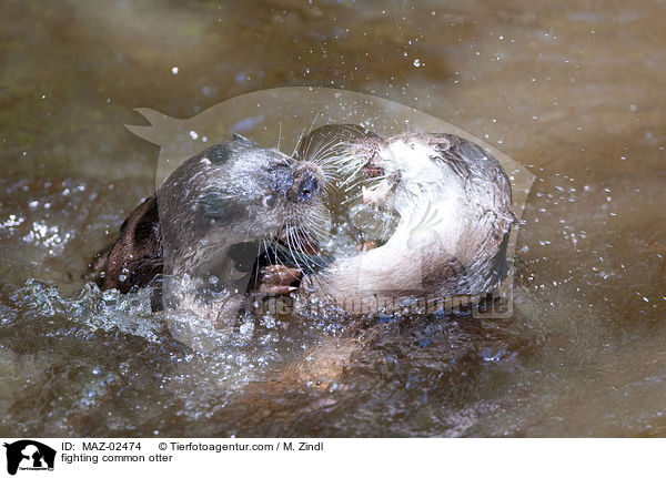 fighting common otter / MAZ-02474