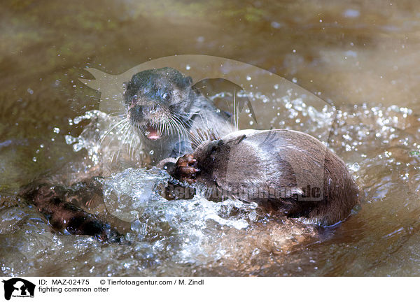 fighting common otter / MAZ-02475