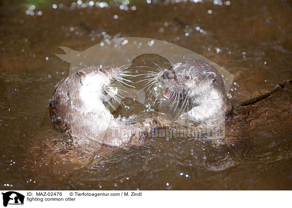 fighting common otter / MAZ-02476