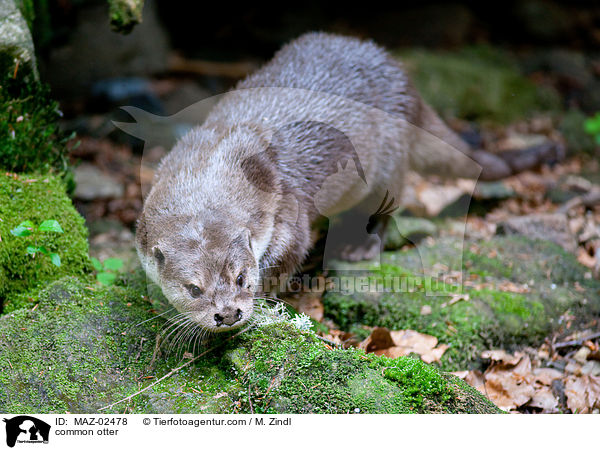 common otter / MAZ-02478
