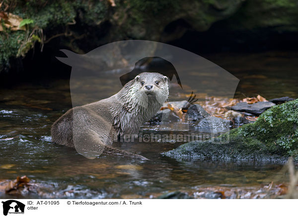 otter / AT-01095