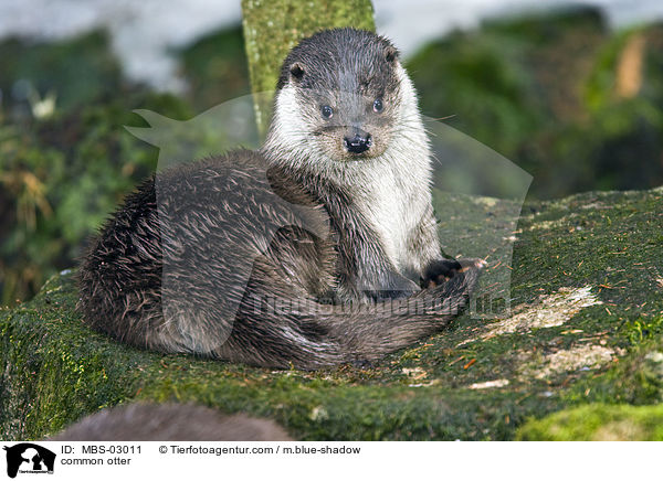 common otter / MBS-03011