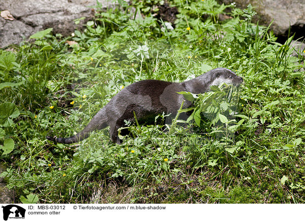 common otter / MBS-03012