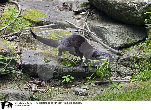 common otter / MBS-03013