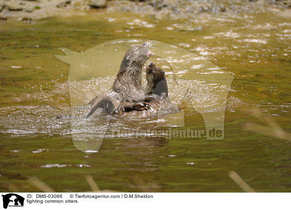fighting common otters / DMS-03066
