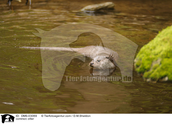common otter / DMS-03069