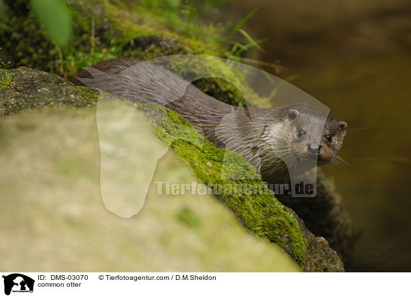 common otter / DMS-03070