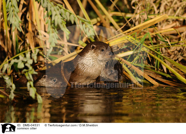common otter / DMS-04531