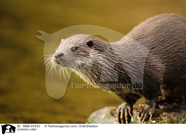 common otter / DMS-04533