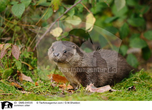 common otter / DMS-04535