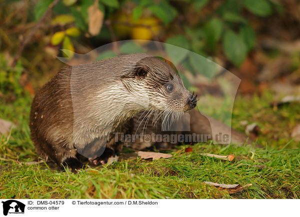 common otter / DMS-04579