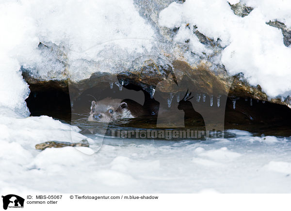 common otter / MBS-05067