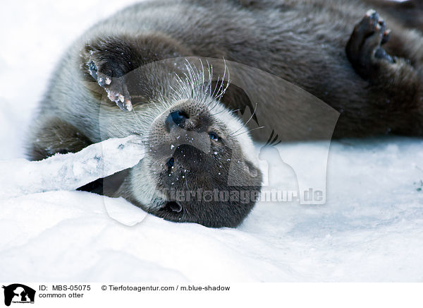 common otter / MBS-05075