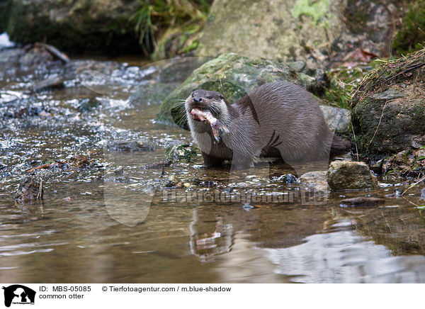 common otter / MBS-05085