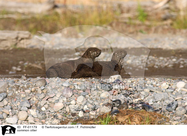 Fischotter / common otter / FF-01179