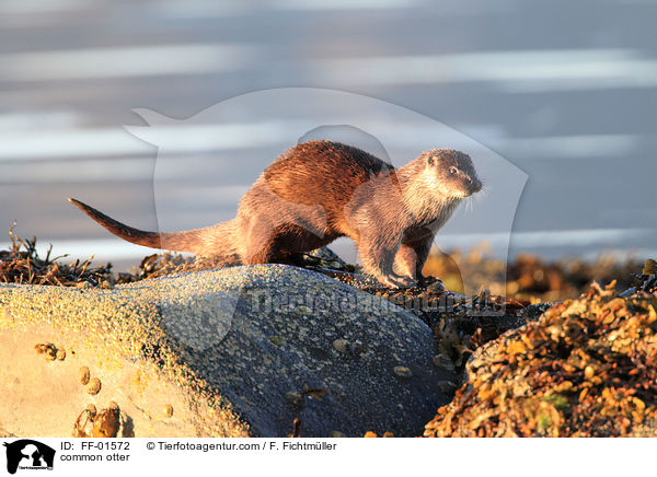 Fischotter / common otter / FF-01572