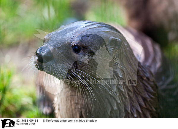 common otter / MBS-05483