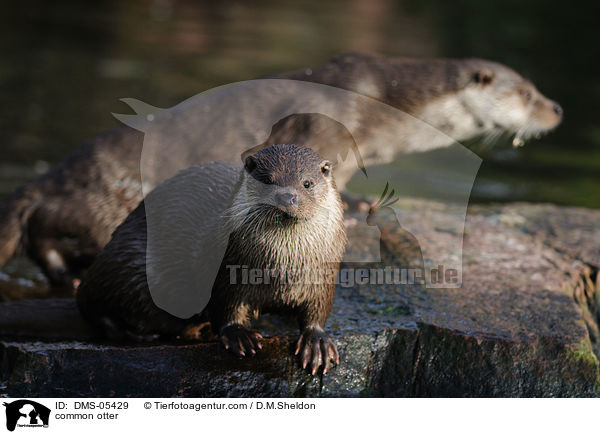 common otter / DMS-05429