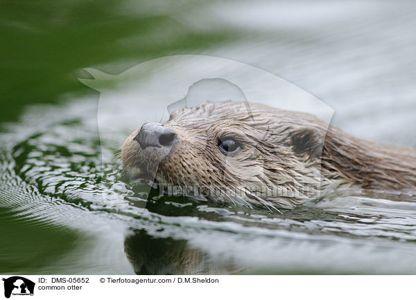 common otter / DMS-05652