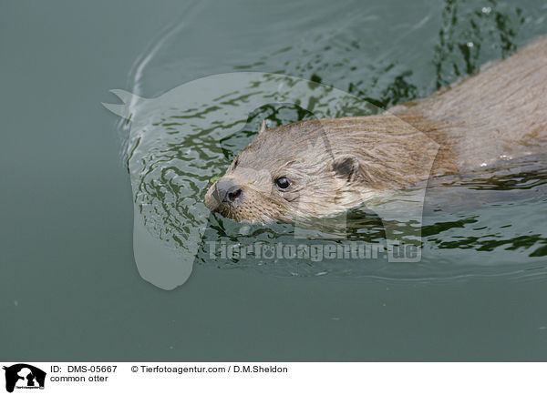 common otter / DMS-05667