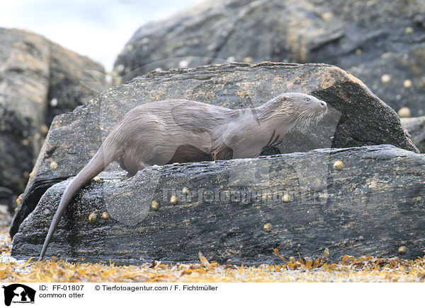 common otter / FF-01807