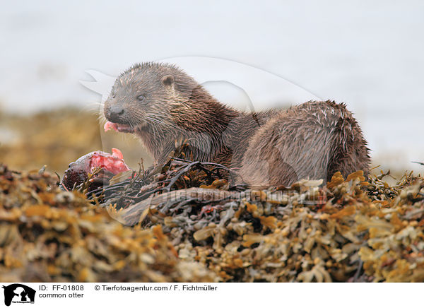 common otter / FF-01808