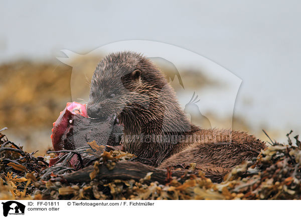 common otter / FF-01811